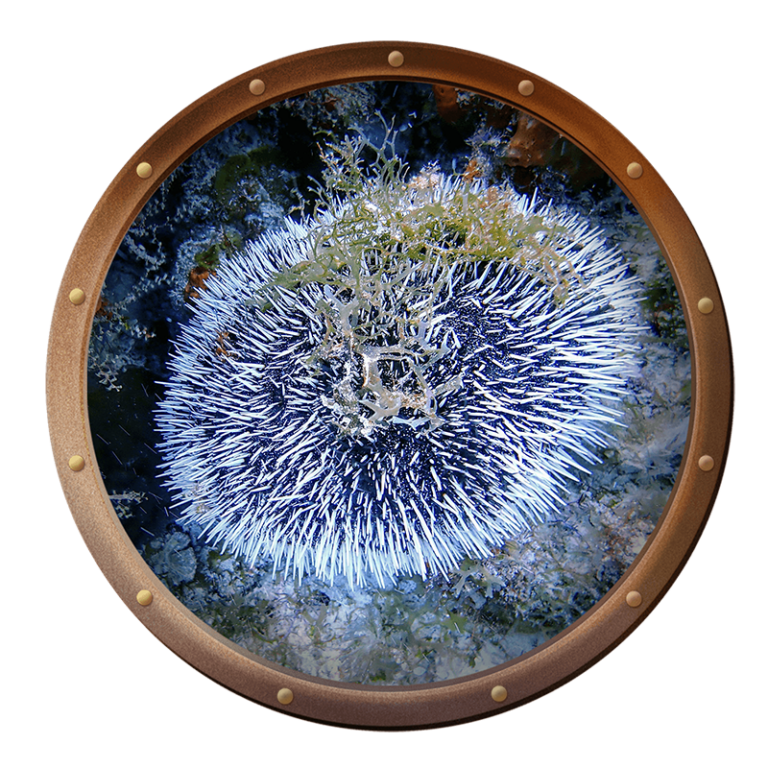 West Indian sea egg