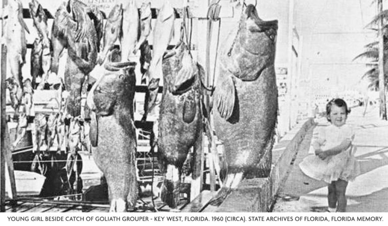 goliath grouper fishing photo