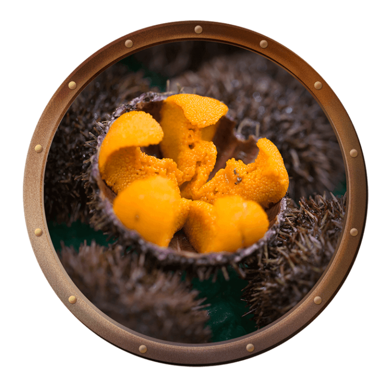 the inside of a sea urchin