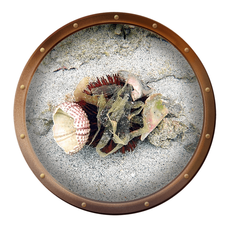 sea urchin on beach