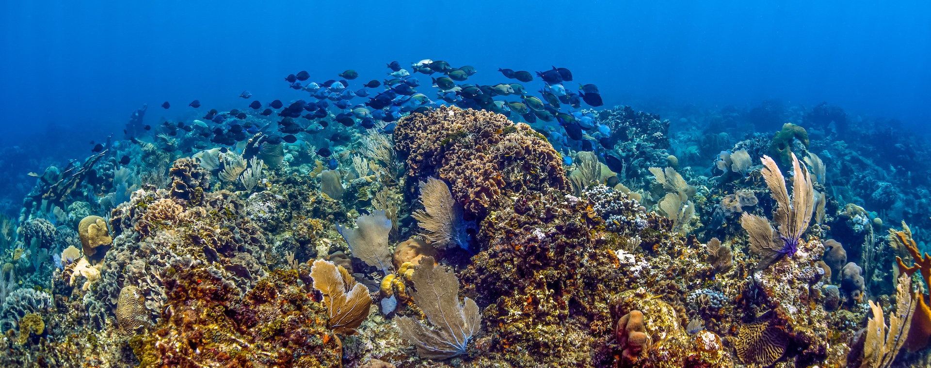 Best Key West Eco Tours To Discover Marine Life image