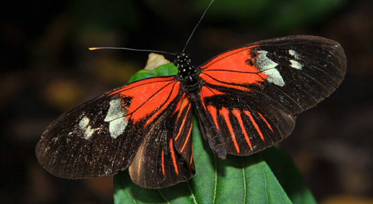 Key West butterfly