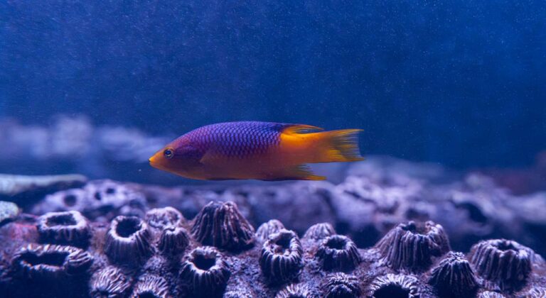 Spanish hogfish