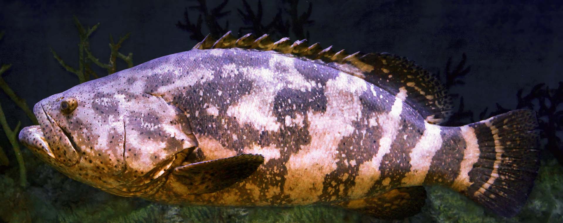 Goliath Grouper image