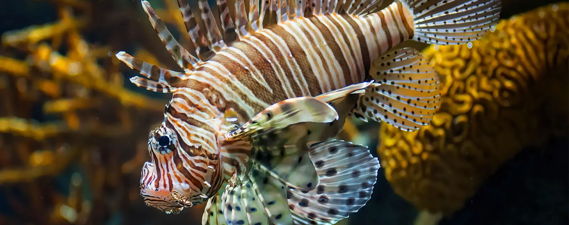 Lionfish image