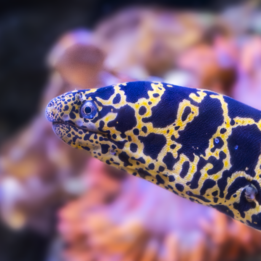 Eels image
