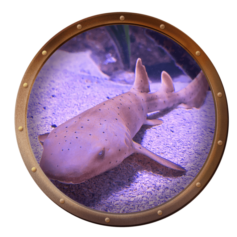 baby nurse shark