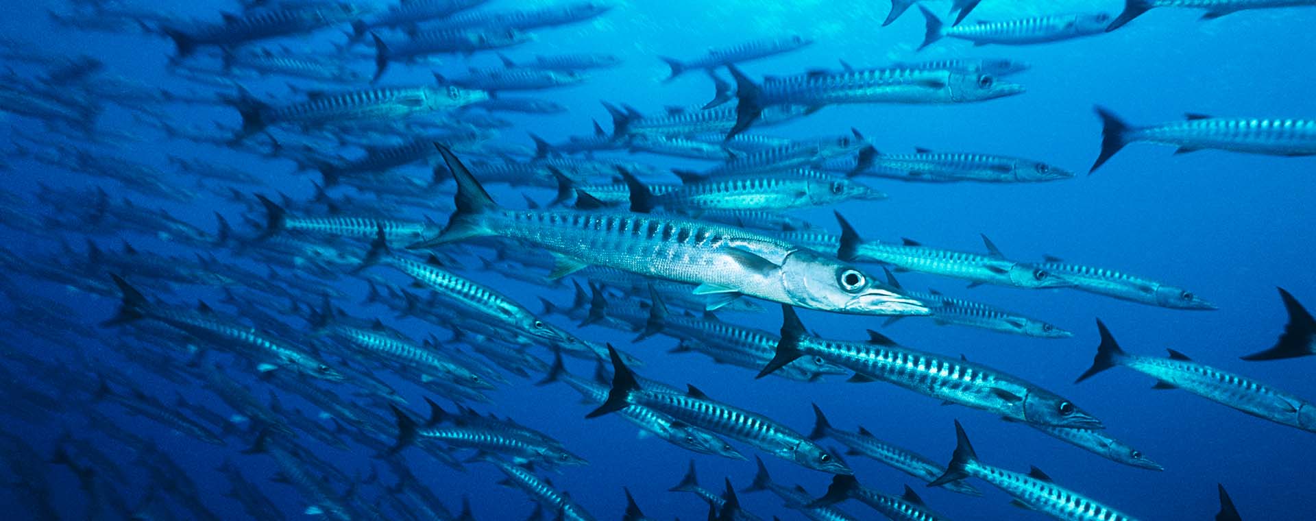 Barracudas: Tigers of the Sea image