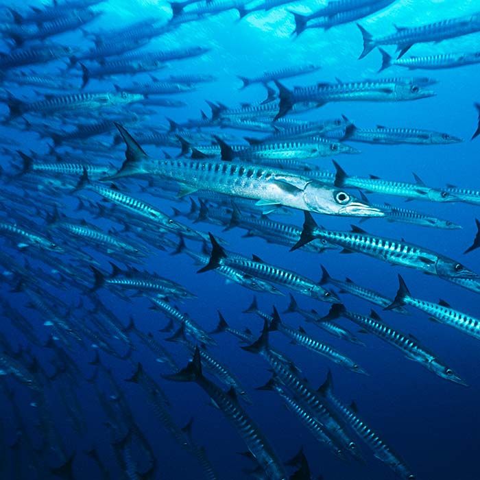 school of barracuda fish