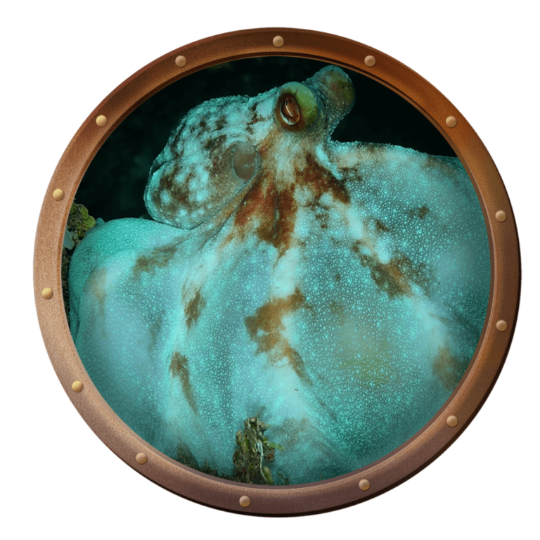 Caribbean reef octopus