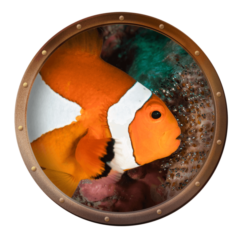 clownfish