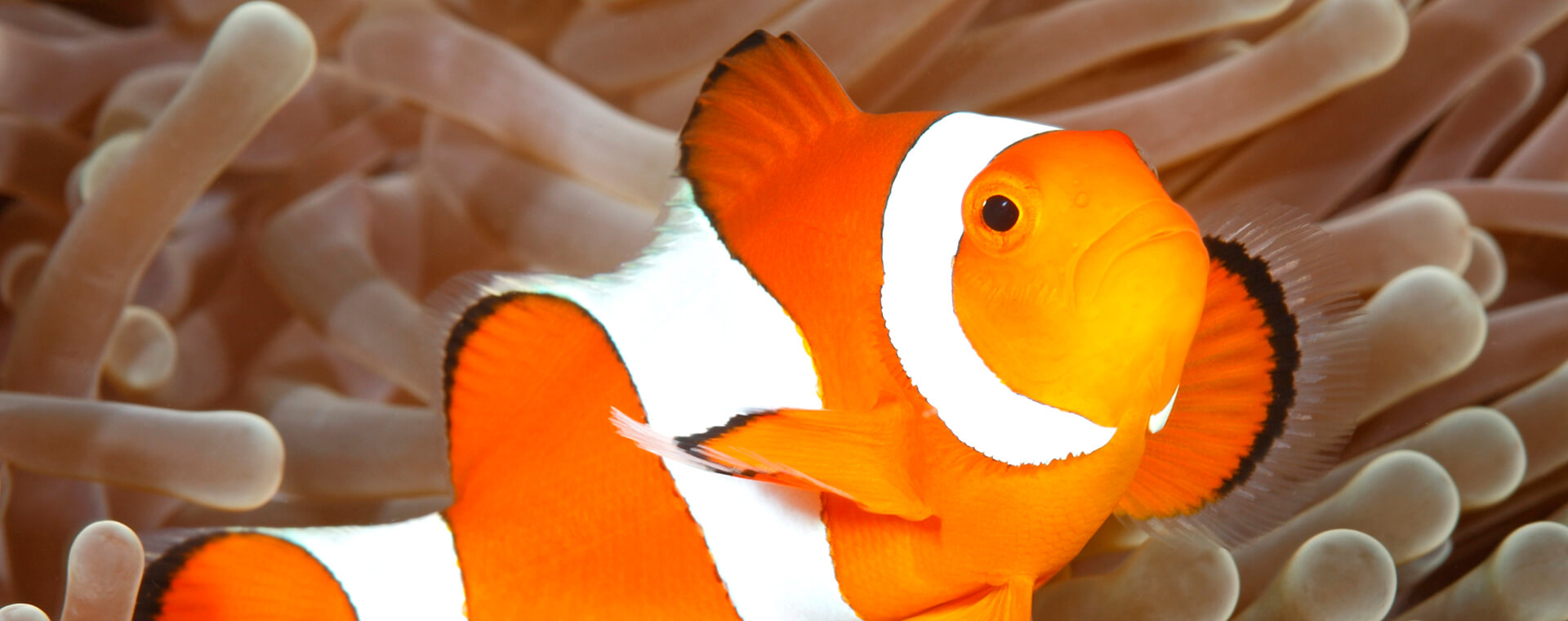 Clownfish image