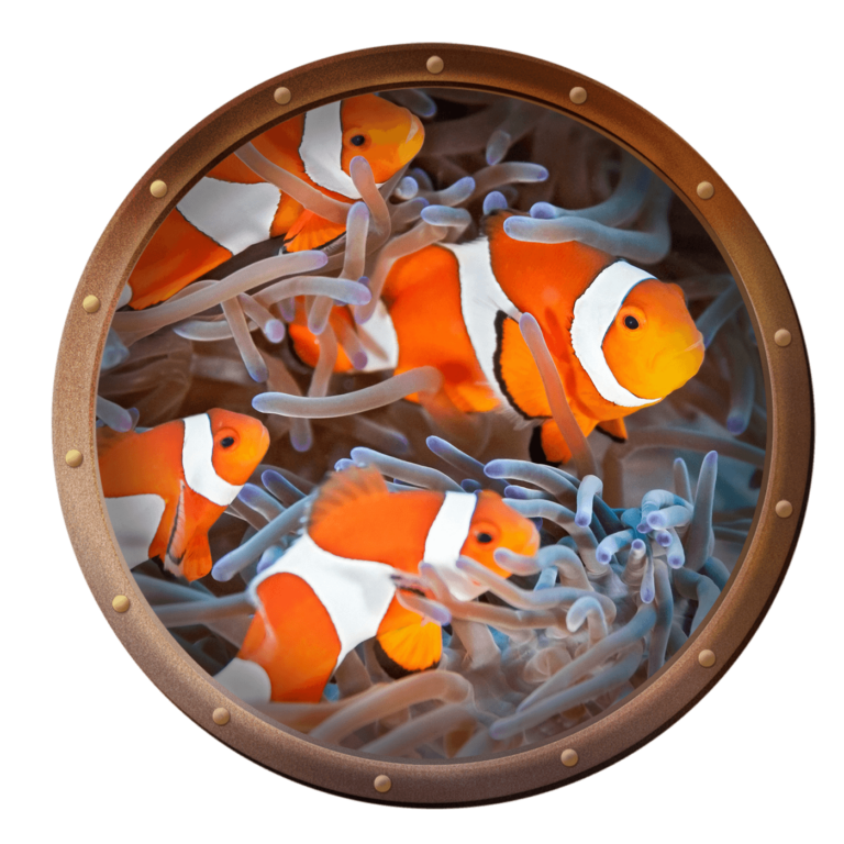 group of clownfish