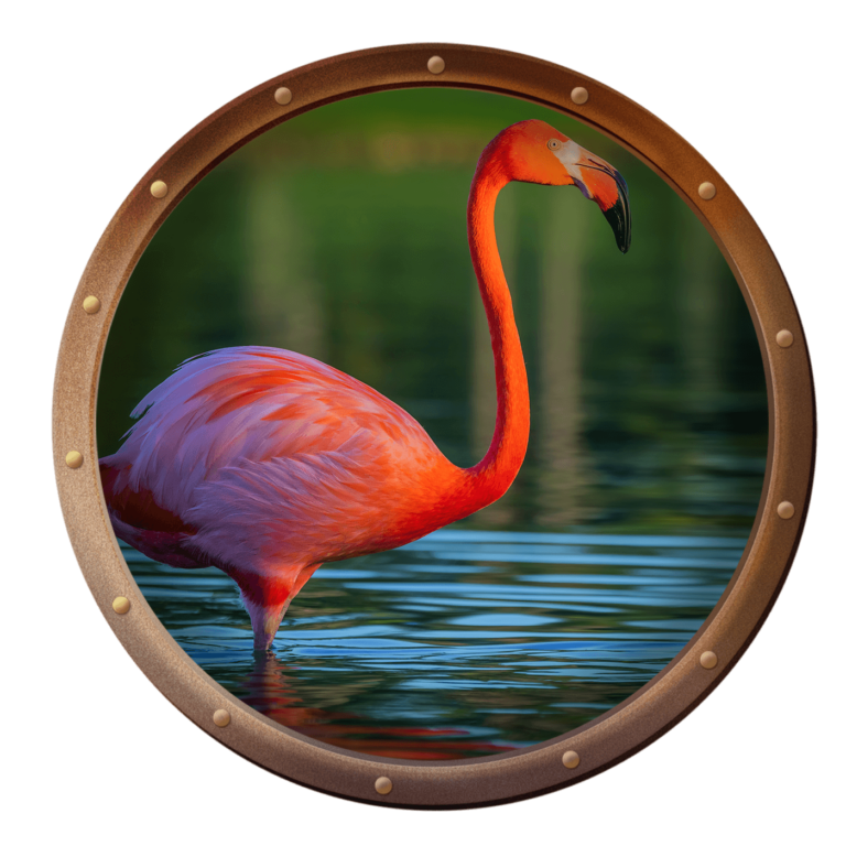 flamingo