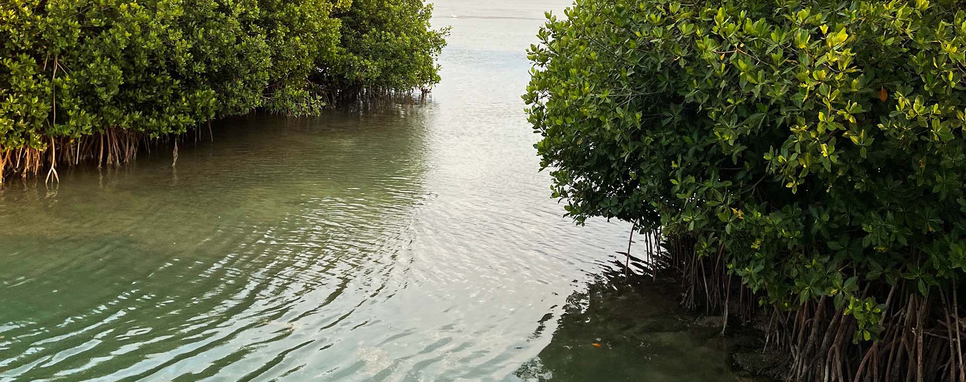 Why Are Mangroves Important in the Florida Keys? image