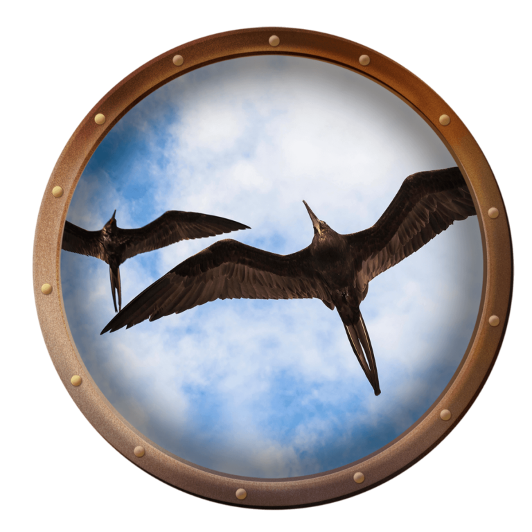 Frigate Birds
