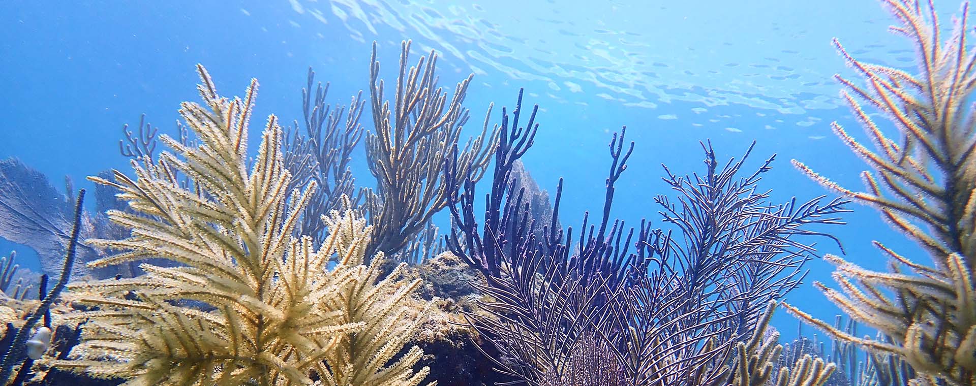 Gorgonians image