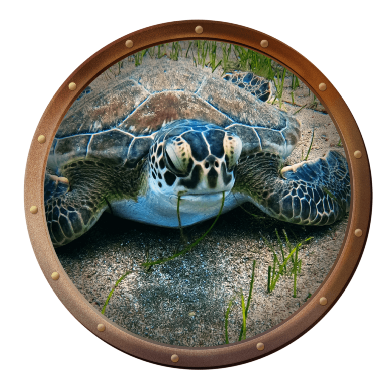 Green sea turtle lying on sand