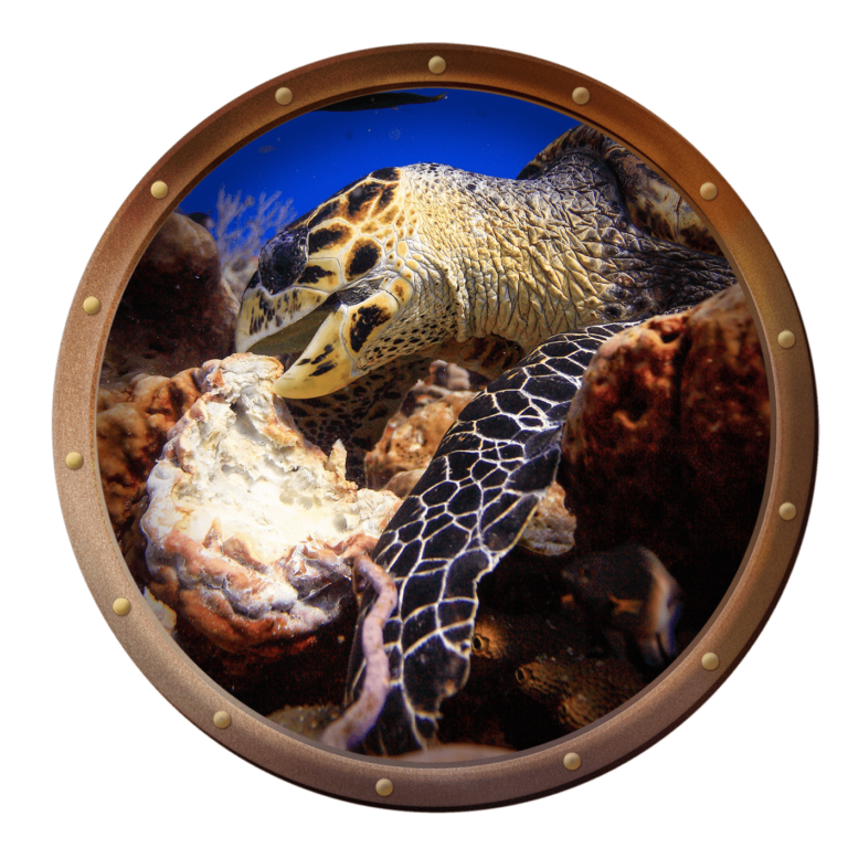 hawksbill sea turtle