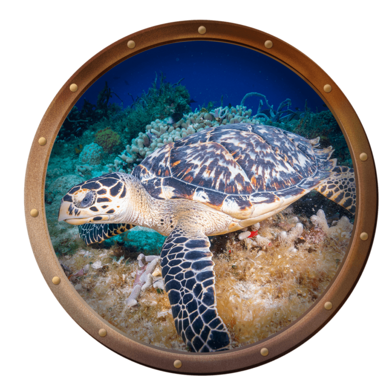 Hawksbill Sea Turtle