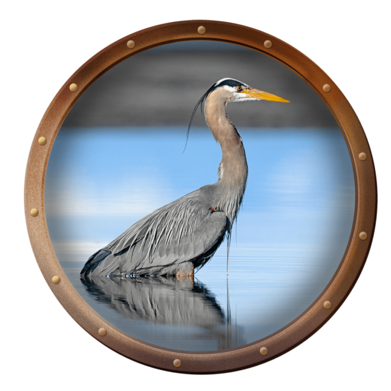heron