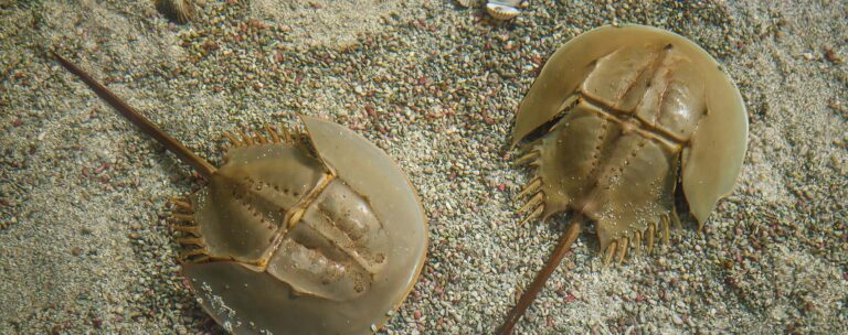 horseshoe crabs