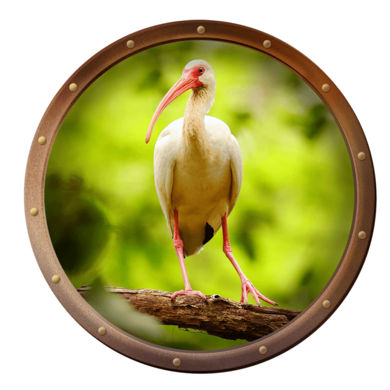 ibis