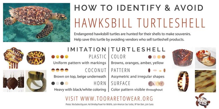 how to identify hawksbill turtle shell