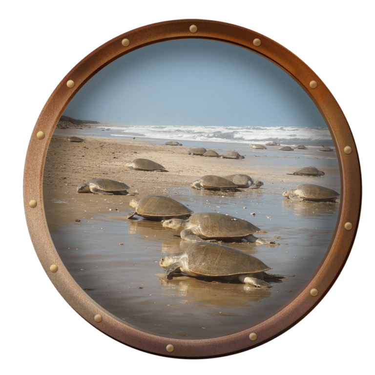 Kemp's Ridley Sea Turtles