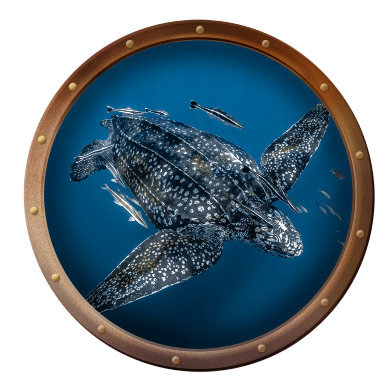 Leatherback Sea Turtle