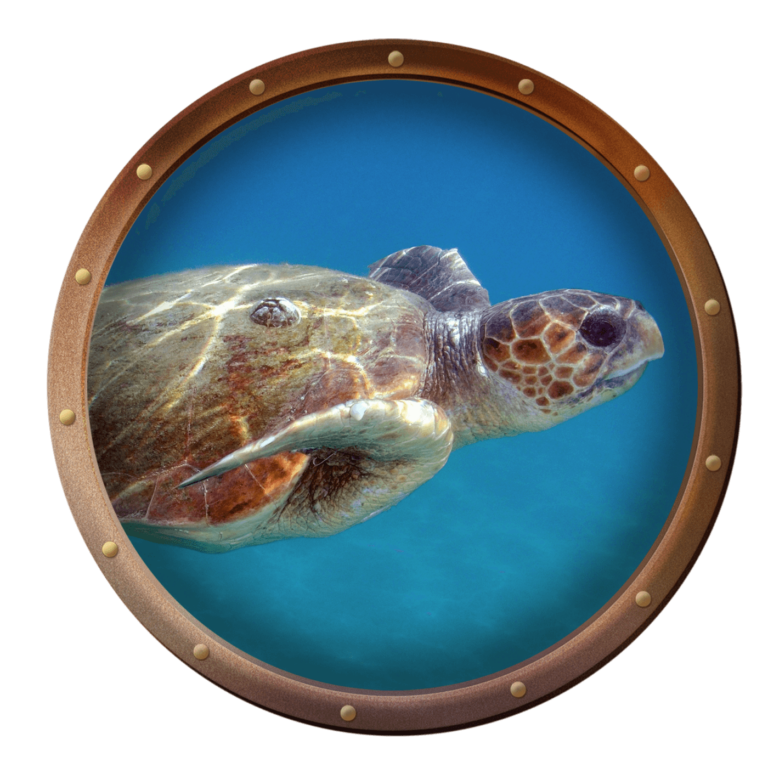 Loggerhead Sea Turtle