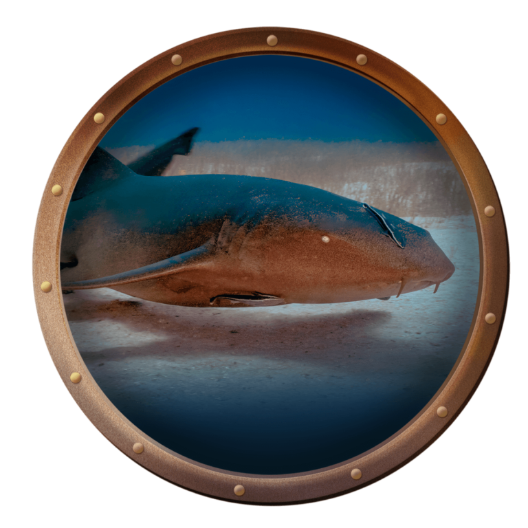 nurse shark