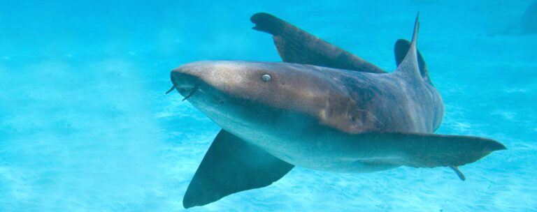 nurse shark
