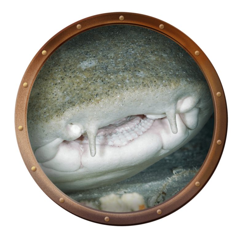 nurse shark mouth