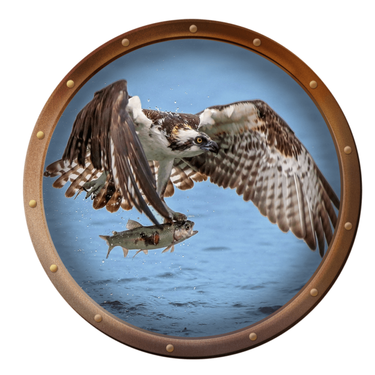osprey