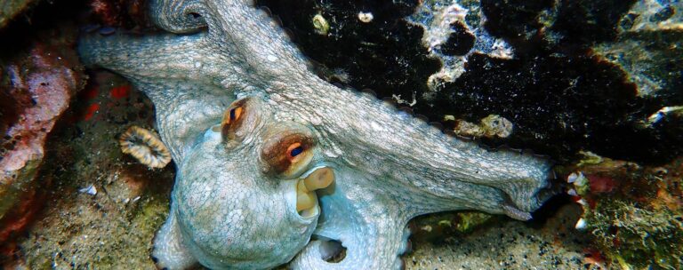 reef octopus