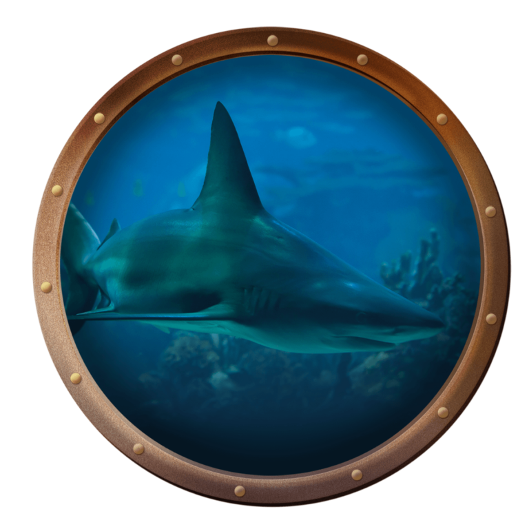 sandbar shark