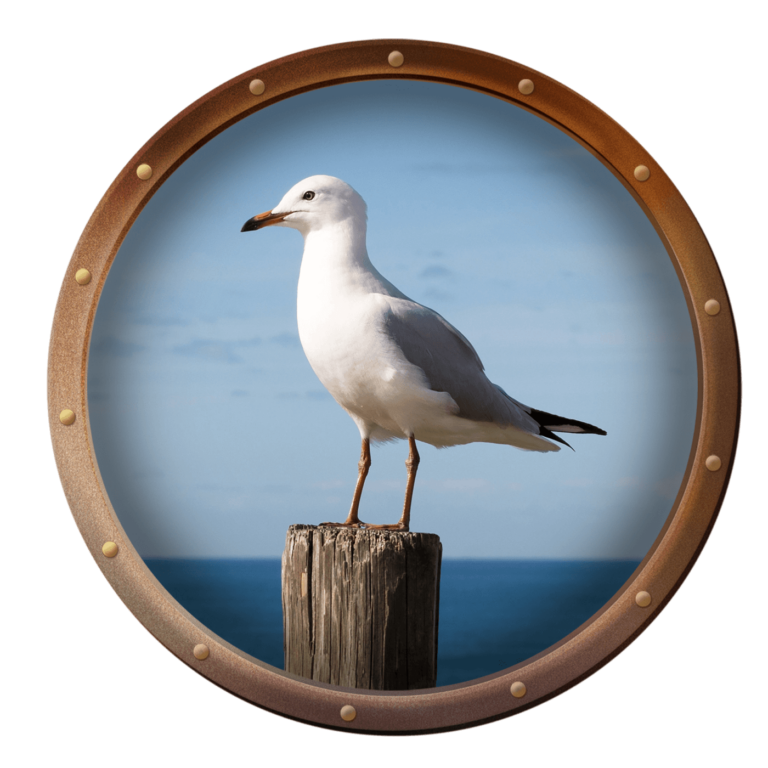 seagull