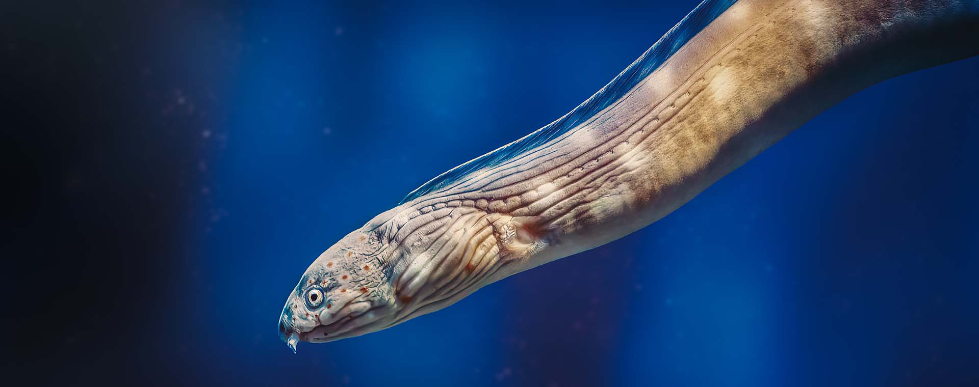 Eels image