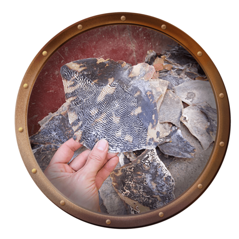 turtle shell