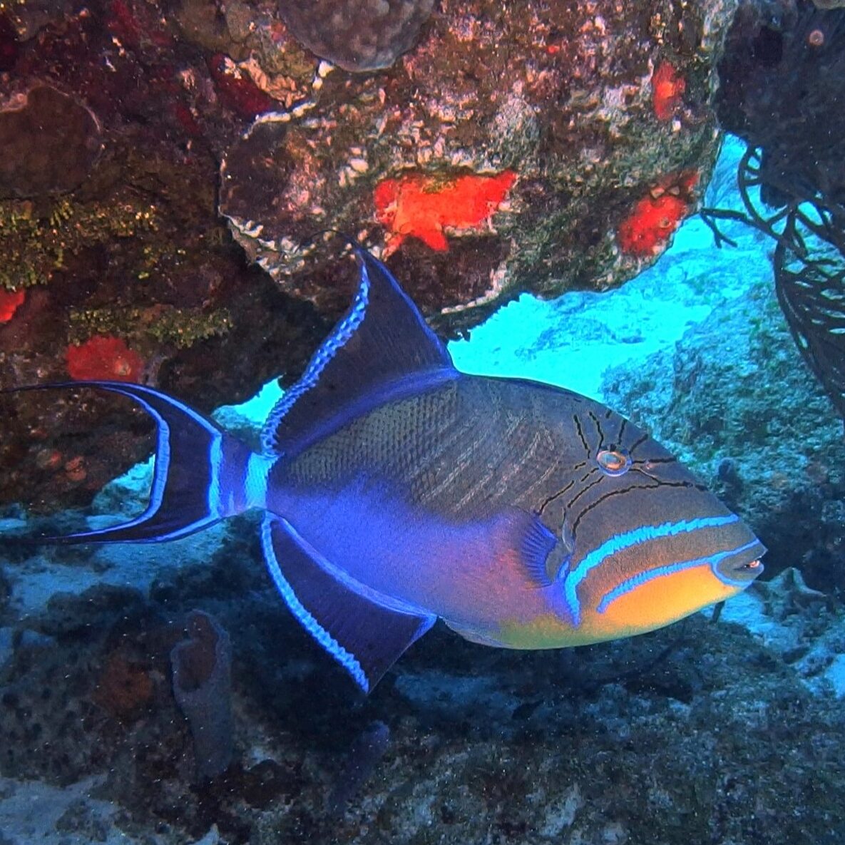 Surgeon and Triggerfish image