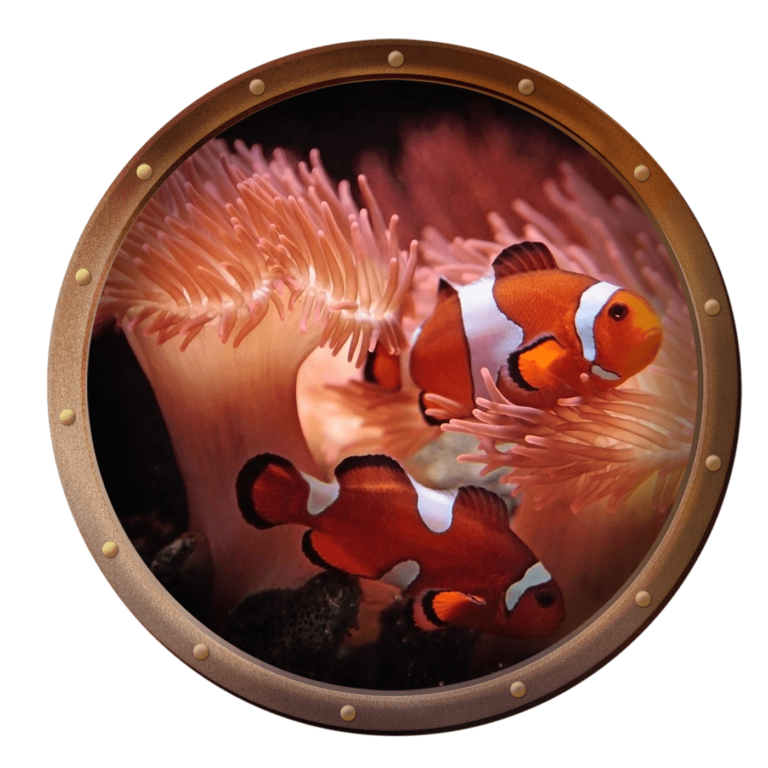 sea anemone and clownfish