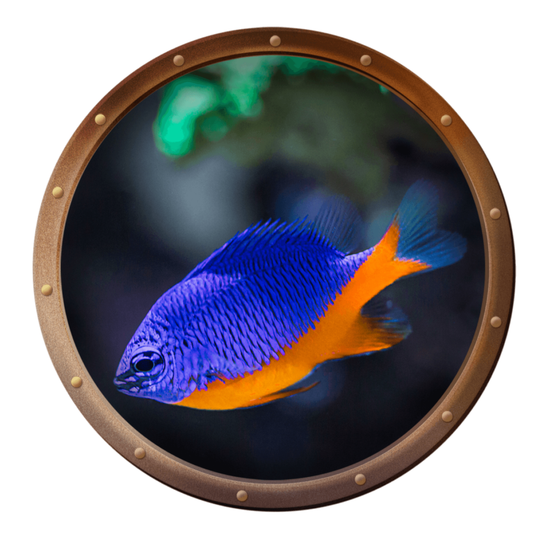 azure damselfish