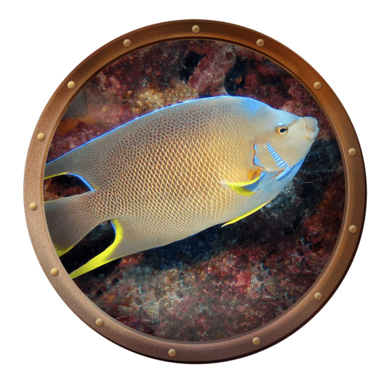 blue angelfish
