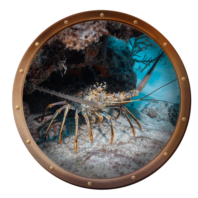 caribbean spiny lobster