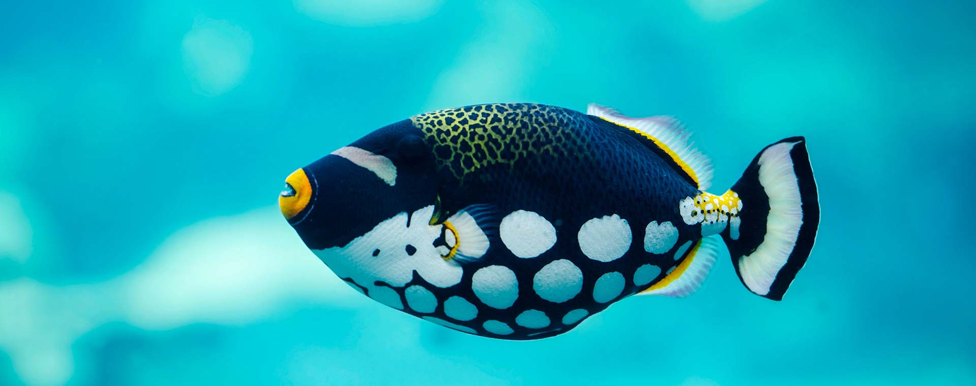 Surgeon and Triggerfish image