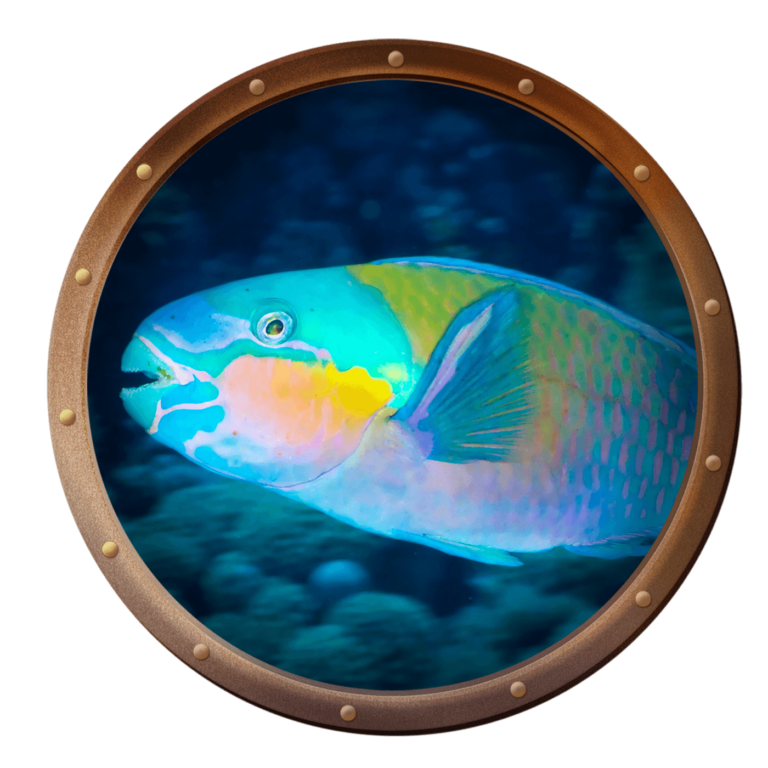 daisy parrotfish