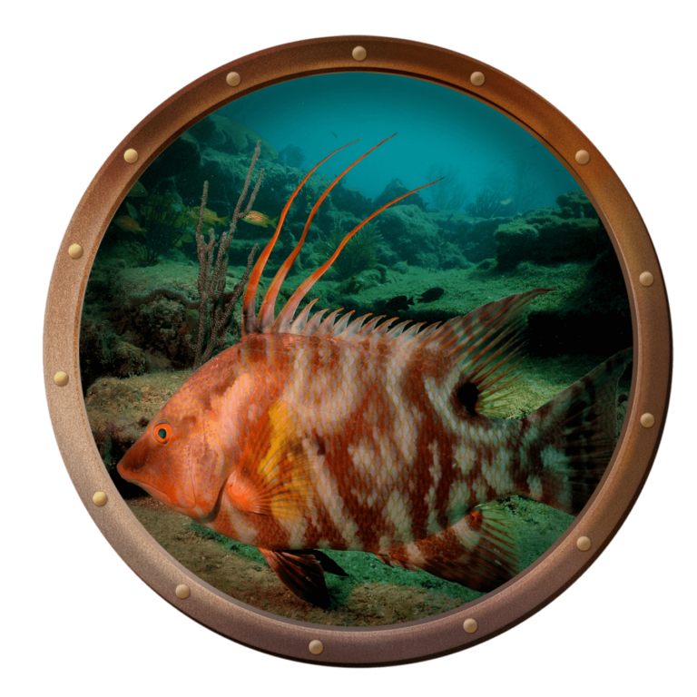 Hogfish