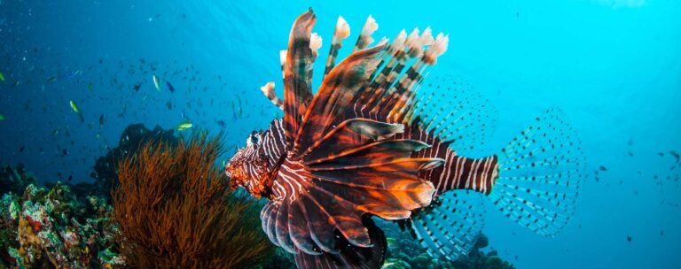 lionfish