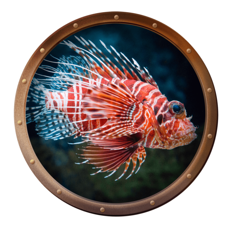 lionfish underwater